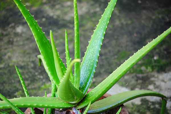 aloe plant