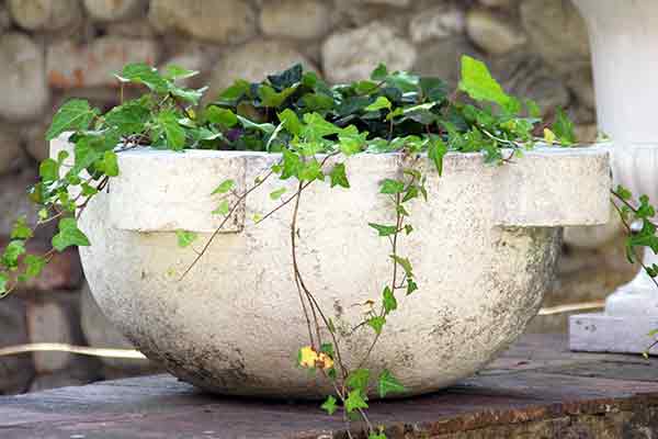 ivy growing in a ceramic pot