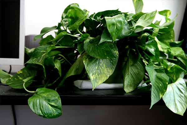 large pothos plant