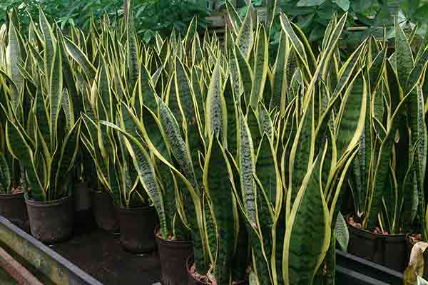  table of snake plants at a garden store