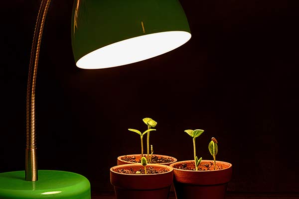 seedlings sprout under grow light