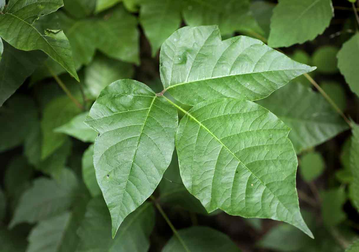 close-up of a poison ivy stem and leaves