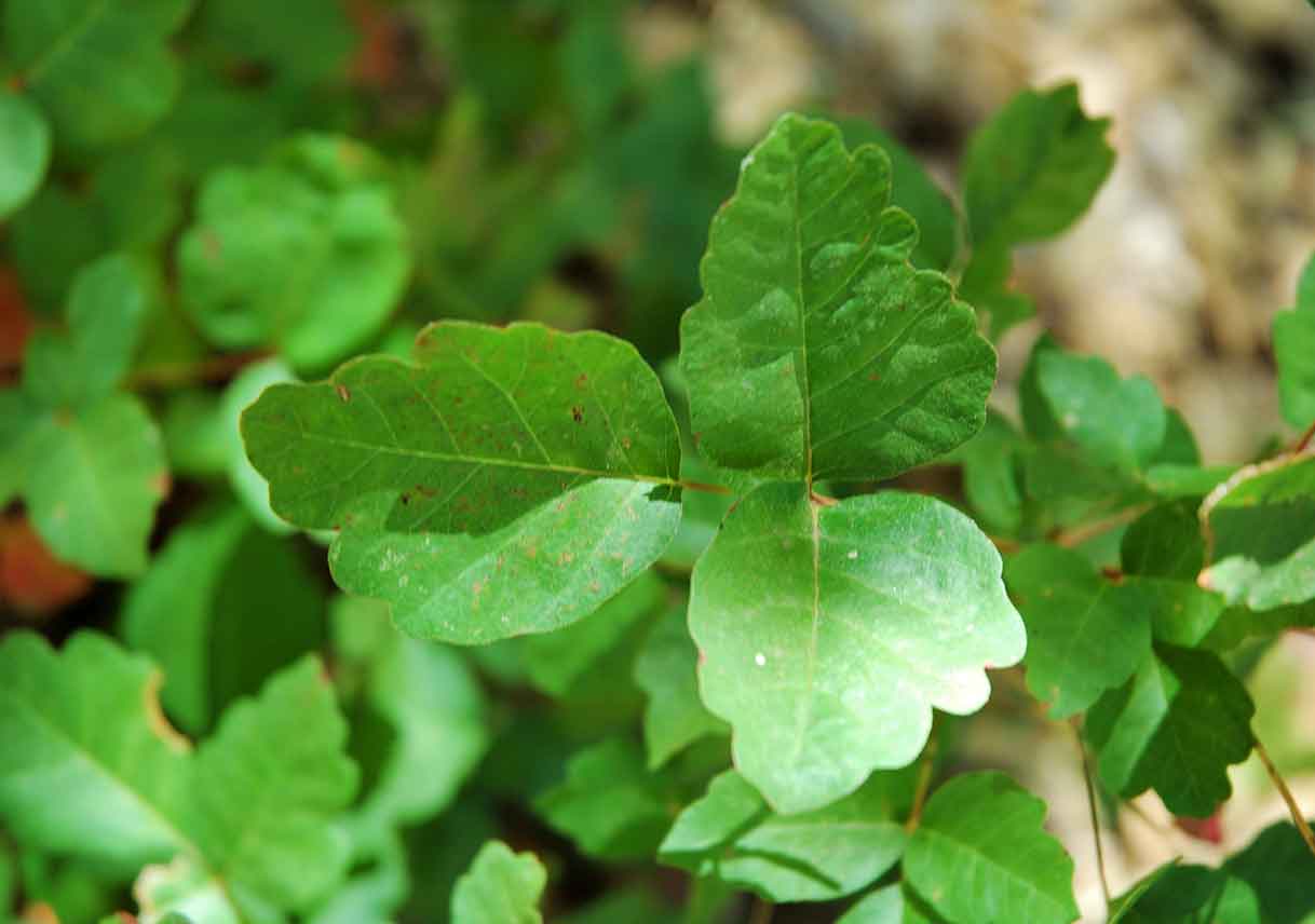 close-up of poison oak leaves