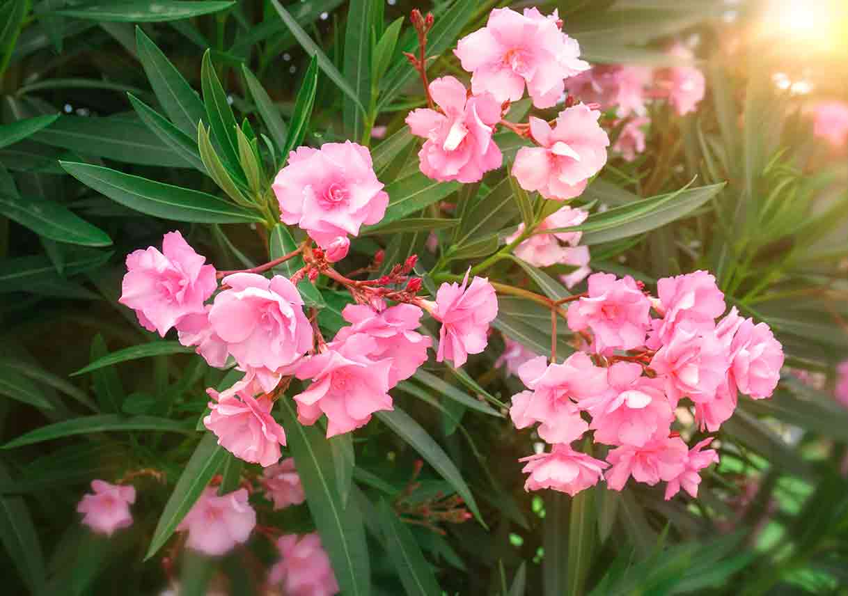 oleander shrub with pink blooms