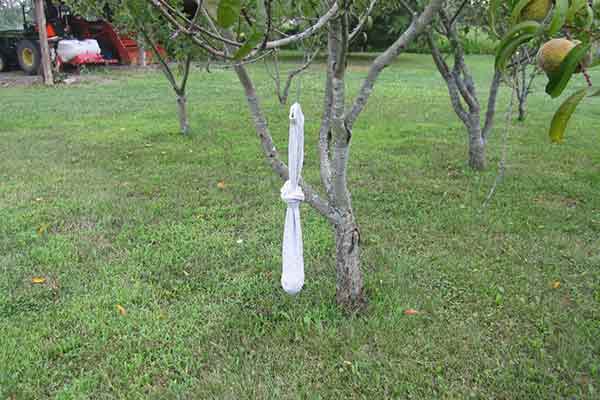 a sock containing bar soap tied to a peach tree