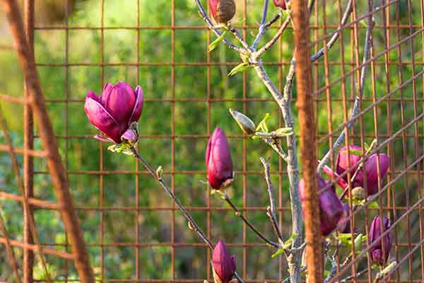 closeup of magnolia flower protected by a deer fence