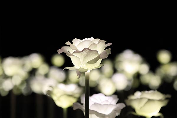 illuminated white rose at night