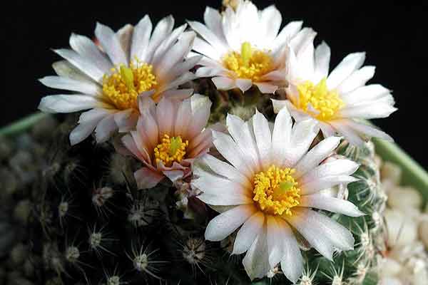 cactus with white bloom