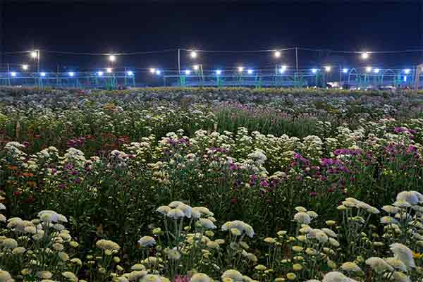 chrysanthemums under light at night