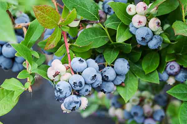 cluster of ripe blueberries on the bush