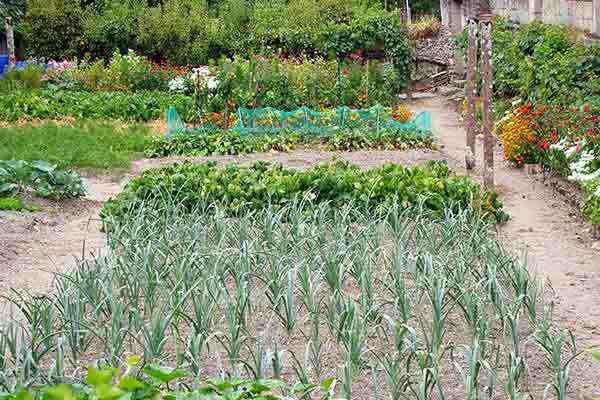 Gardening To Feed Your Family Year Round Best Pick Reports