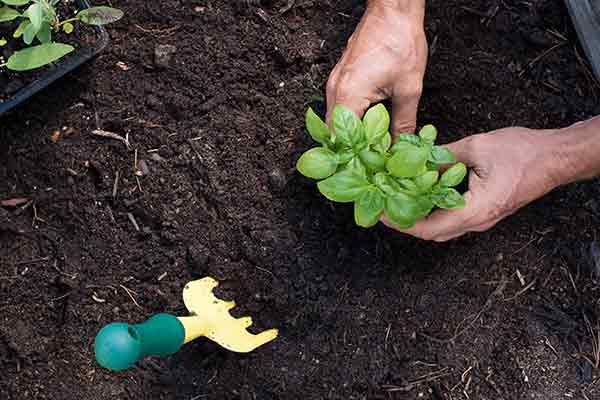 hands planting basil