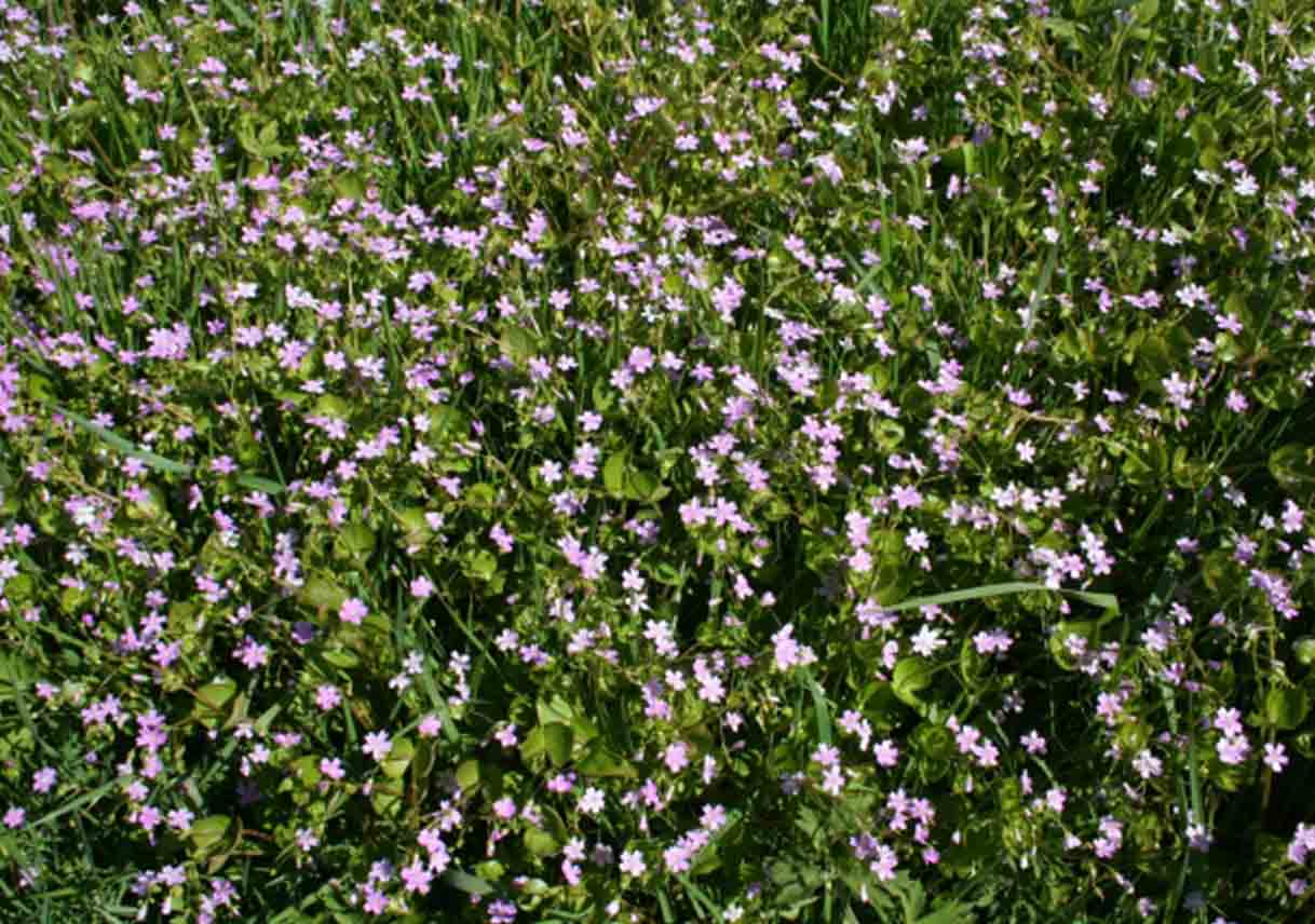 bed of purslane with pink flowers