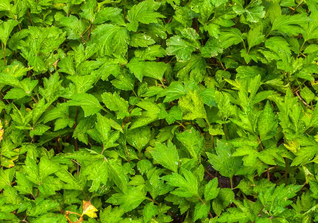 bed of white mugwort