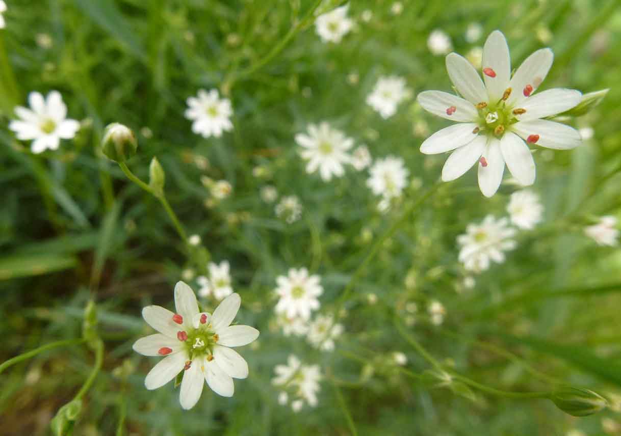 closeup of chickweed flowers