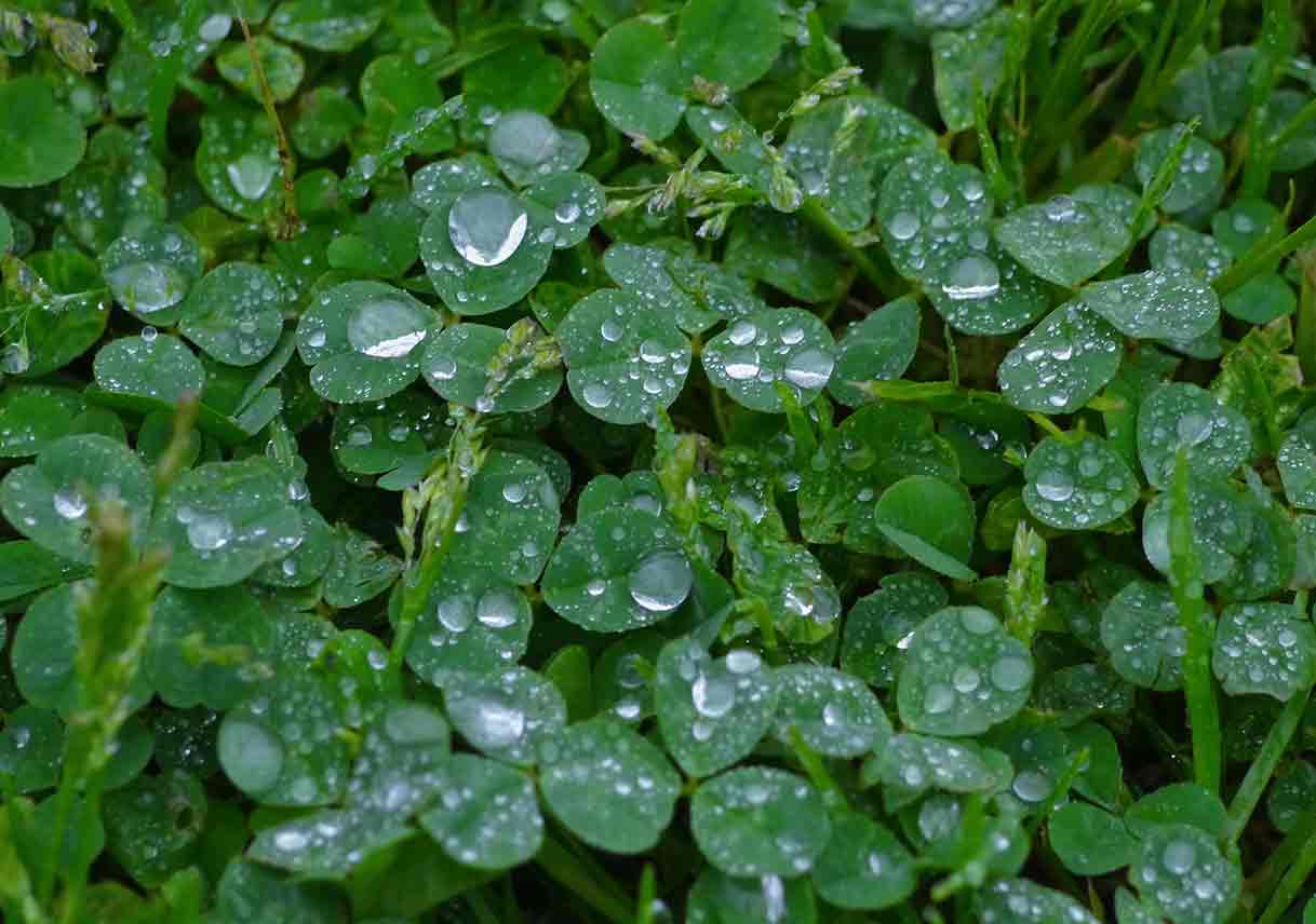 closeup of clover plants with raindrops on the leaves