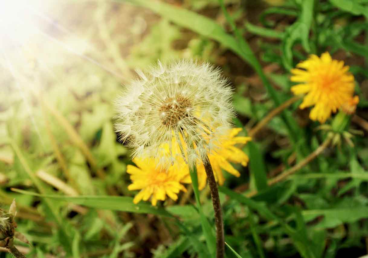 closeup of dandelion flowers