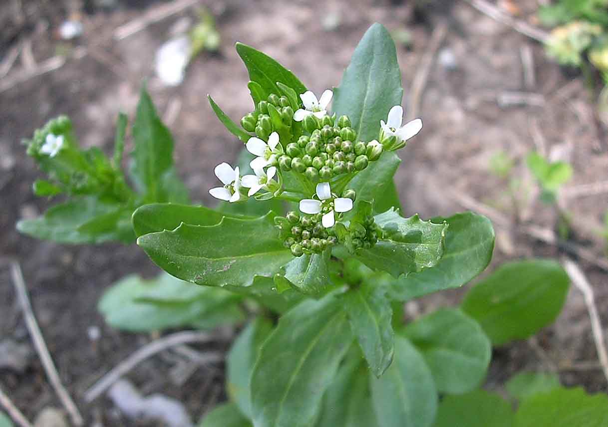 closeup of field pennycress with white flowers