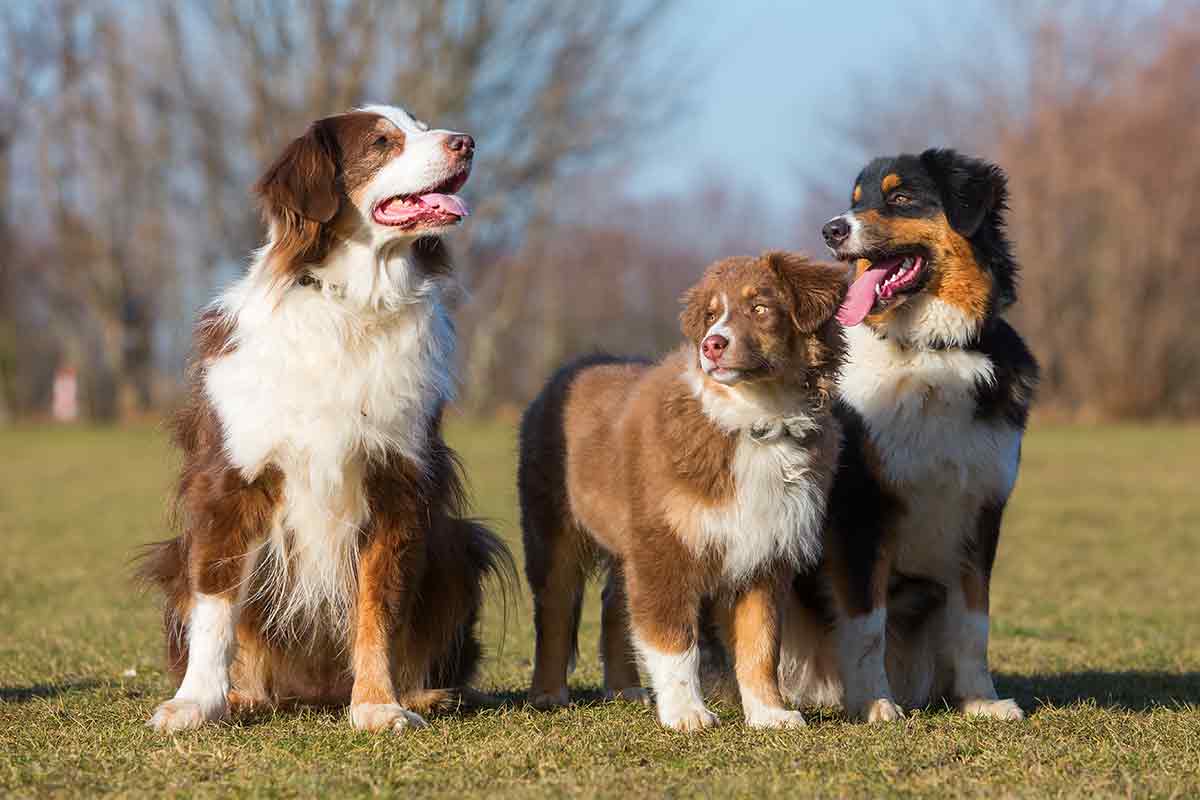 three Australian shepherds in a yard