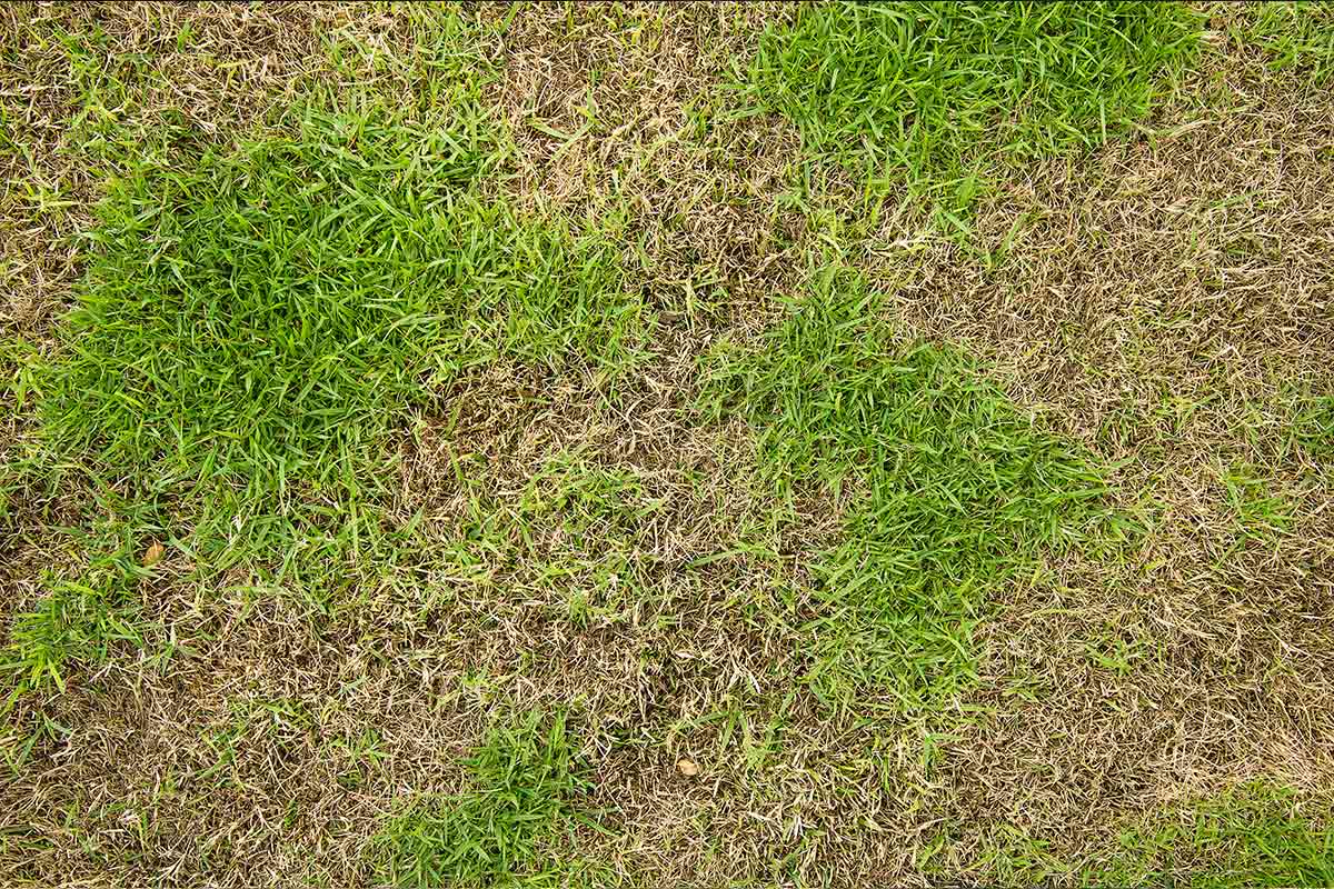 Patchy grass caused by overuse of chemical fertilizers