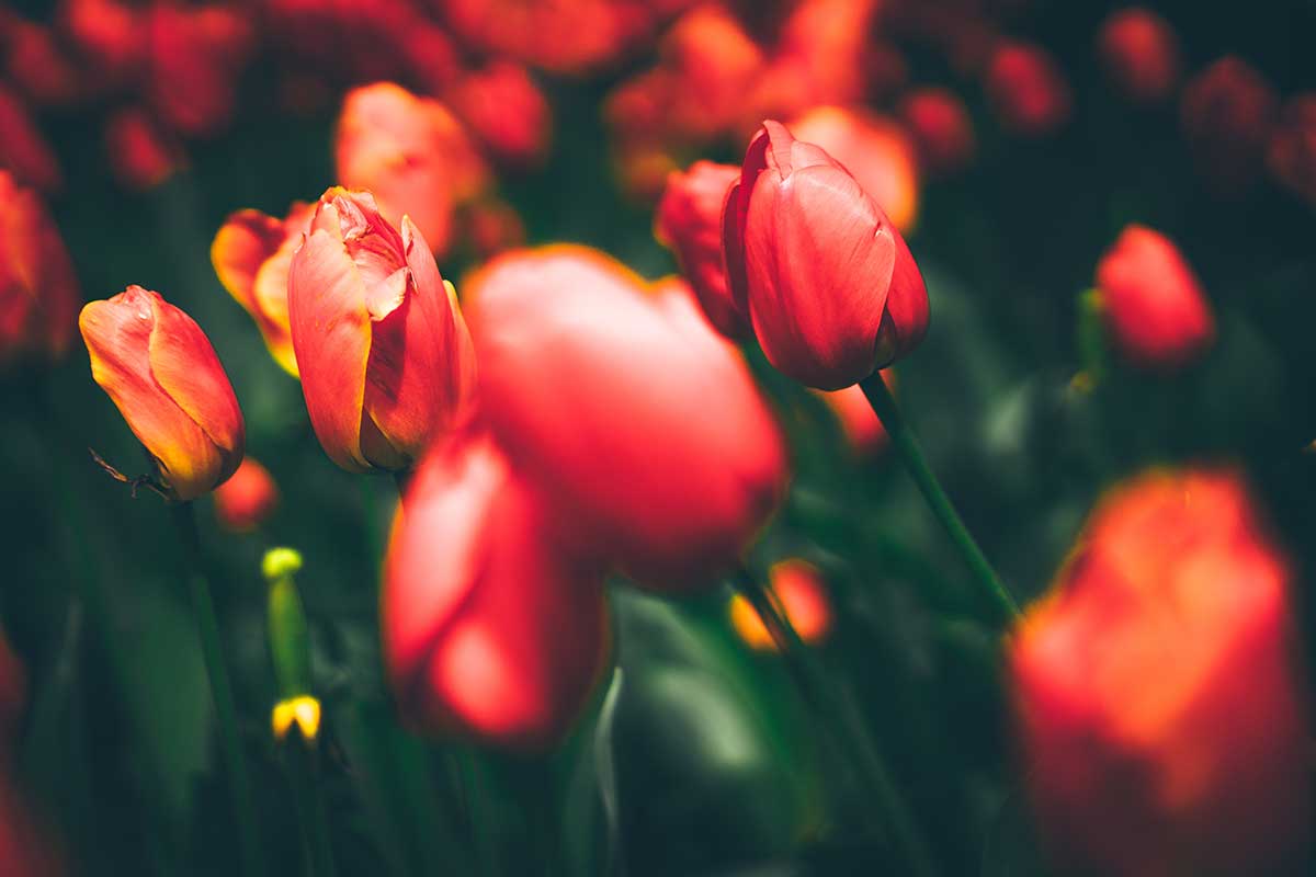 close up on red tulips