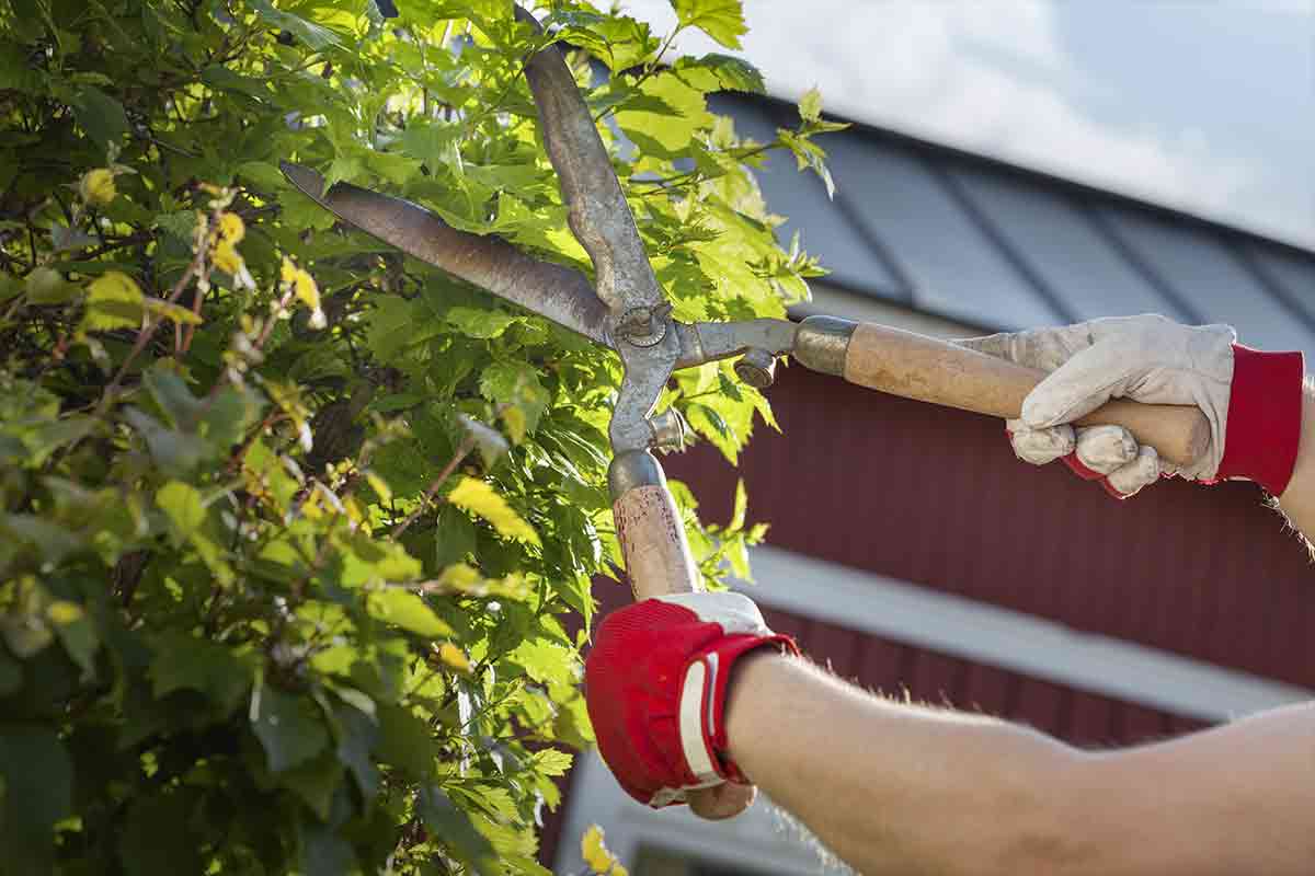 gloved hands trimming a hedge with shears