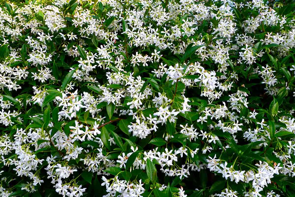 Close-up photo of Confederate jasmine hedge