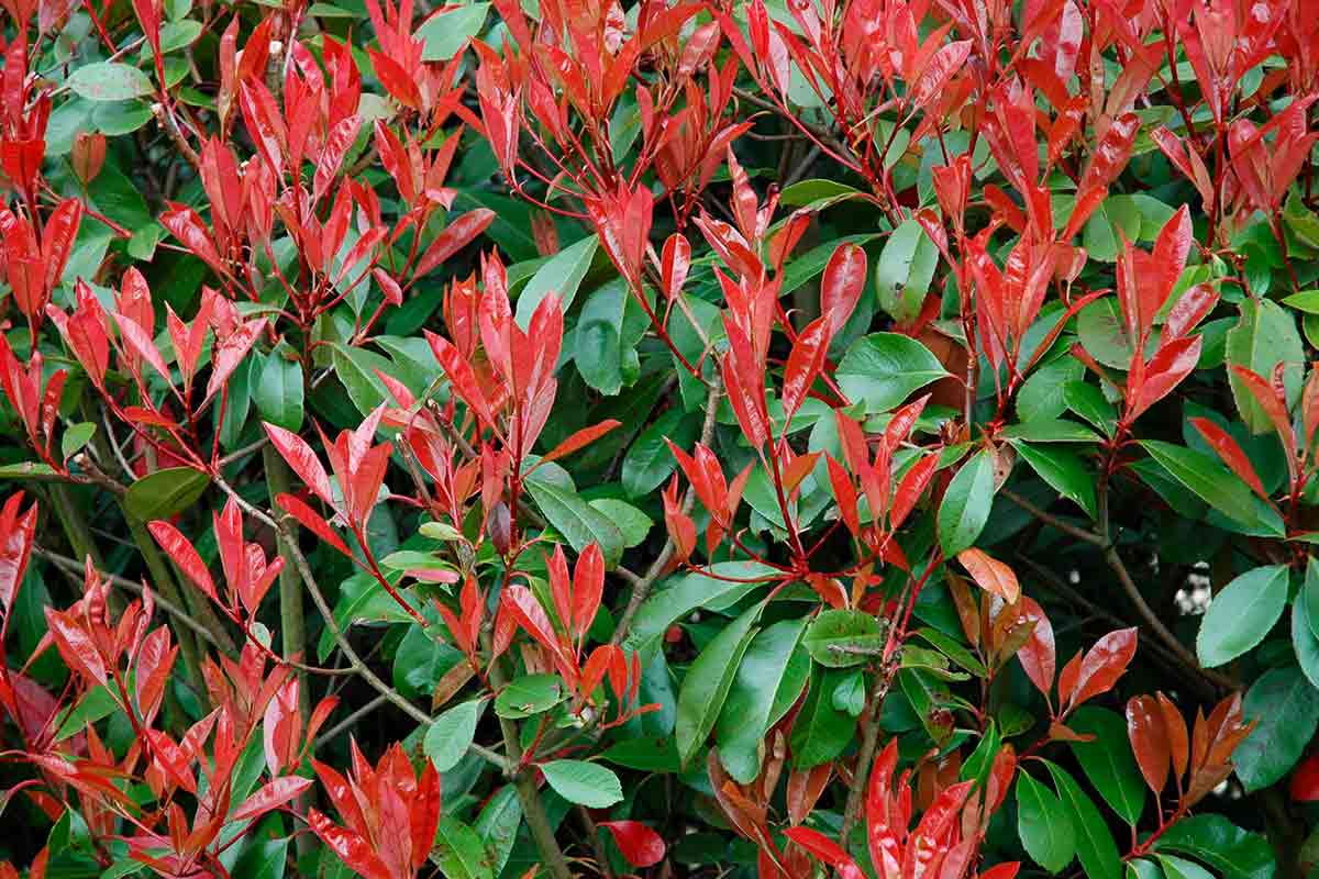 Close-up photo of photinia hedge