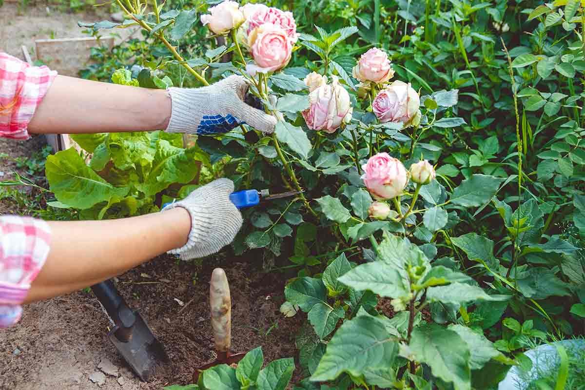 hands trimming rose bush