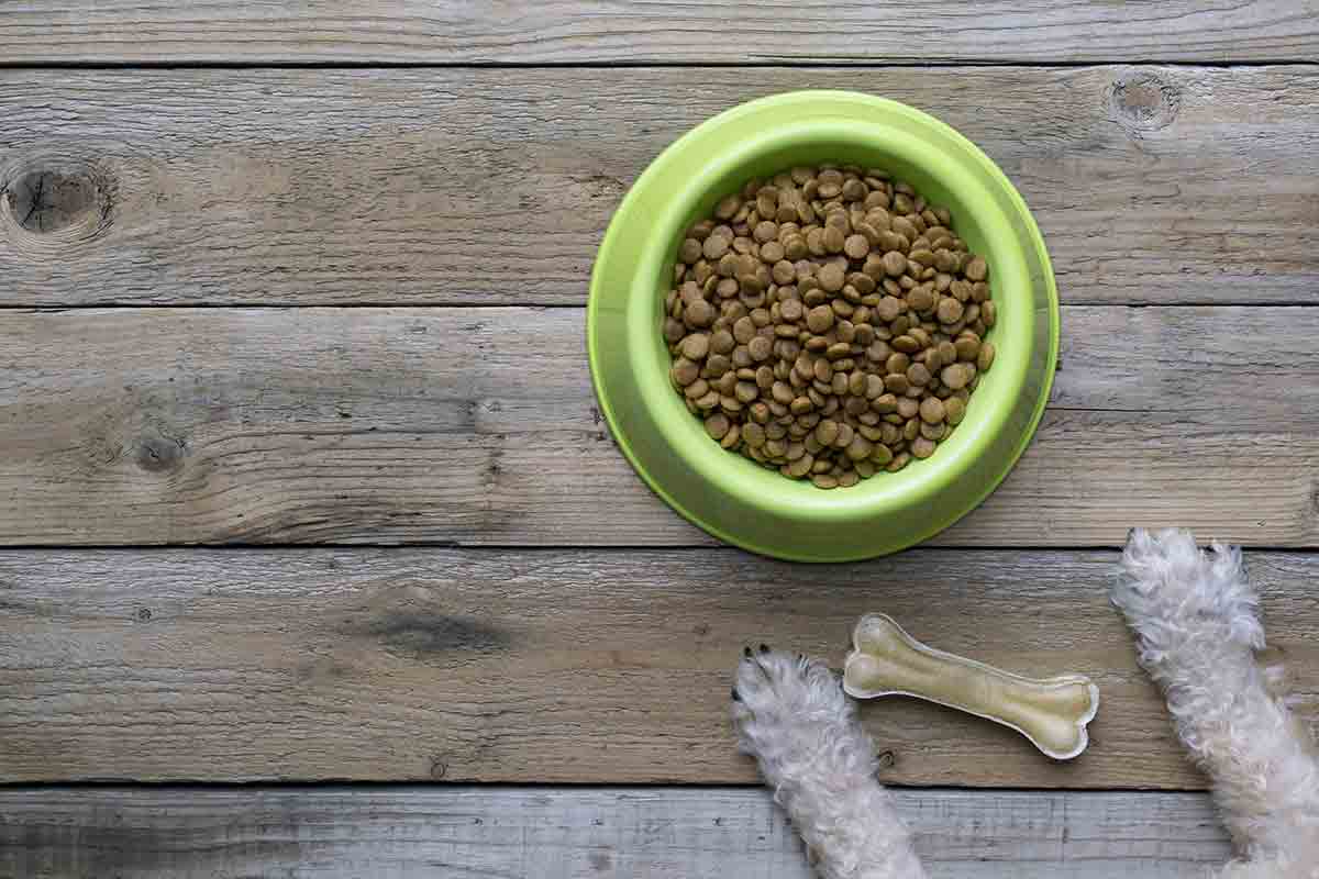 dog with bowl of food