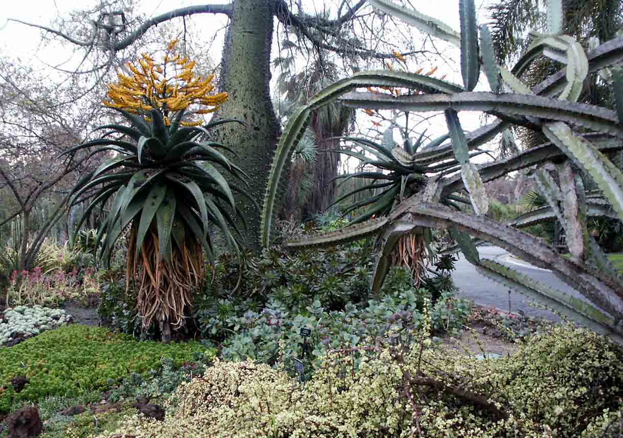 large cacti and other succulents