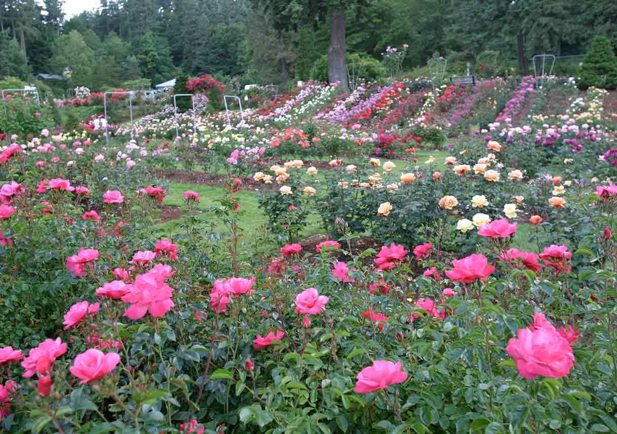 rows of various-colored roses