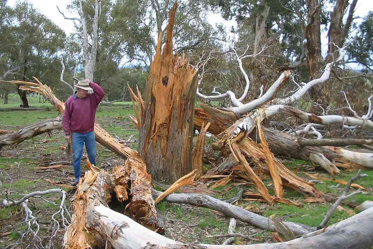 man next to lightning-damaged tree