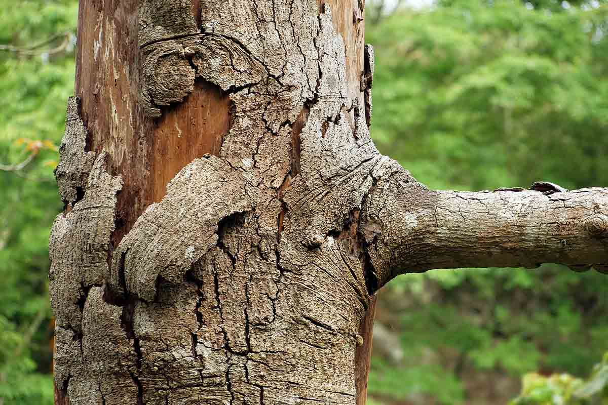 dying tree losing its bark