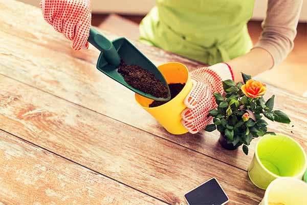 close-up of hands planting roses in a flower pot