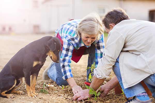 senior couple and dog planting seedlings