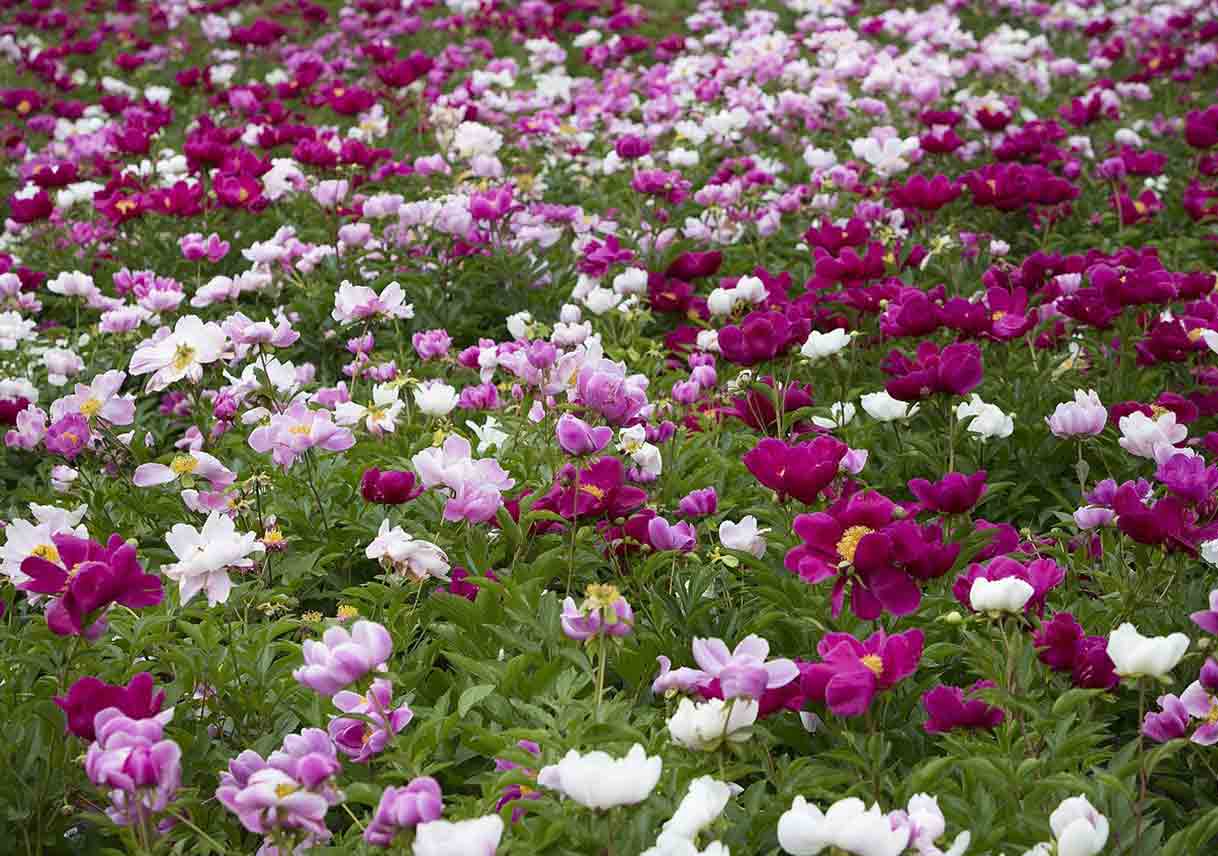 a field of purple and white peonies