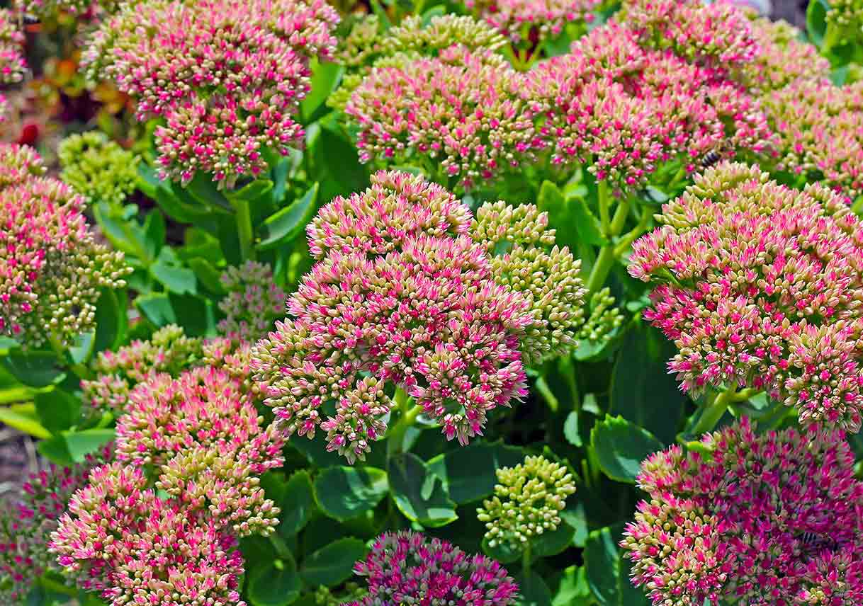 blooming pink sedum