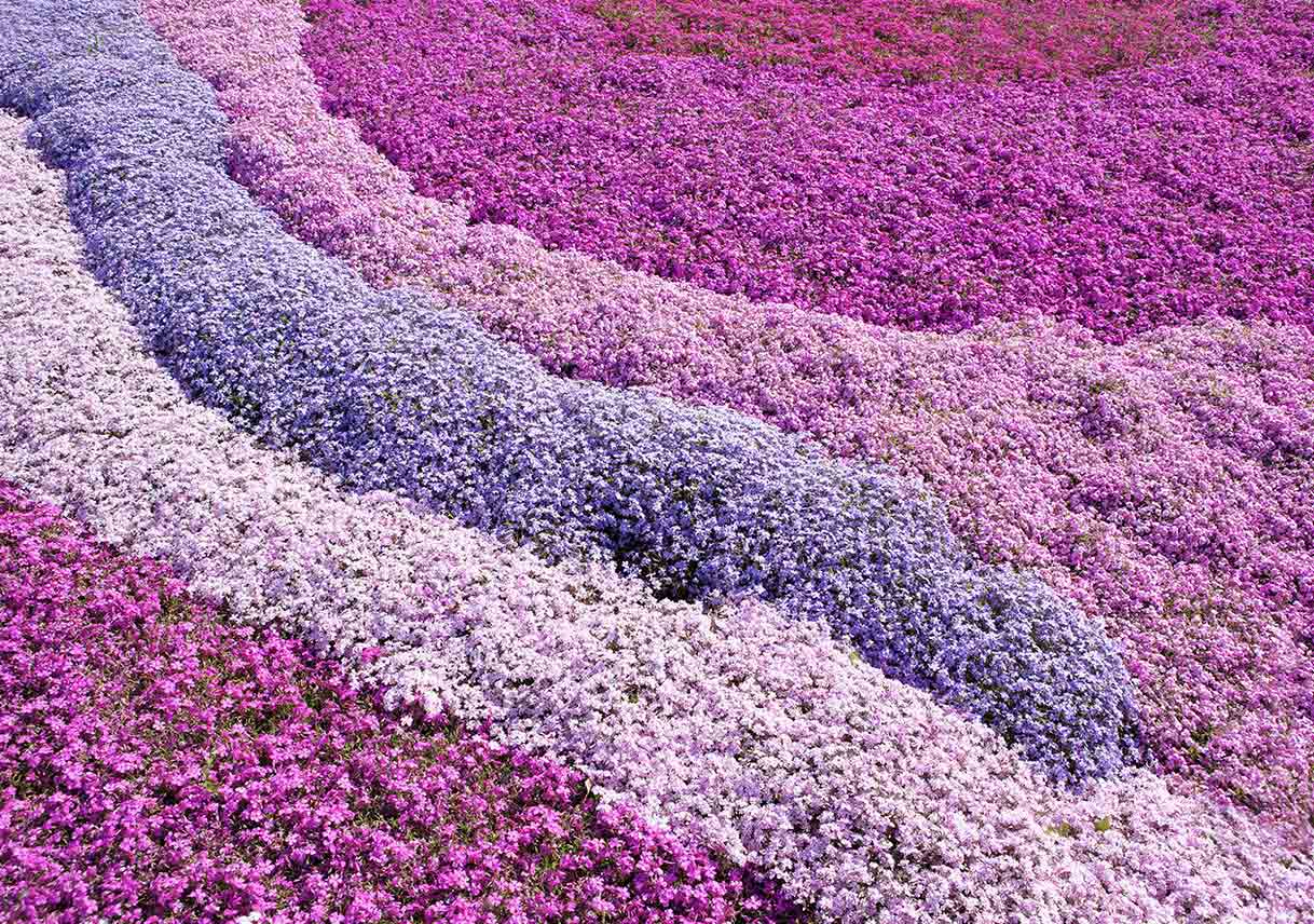 carpet of pink and purple creeping phlox