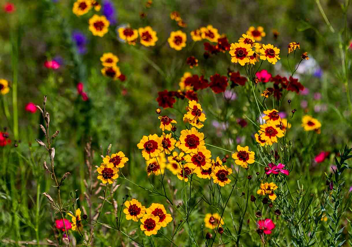 coreopsis wildflowers