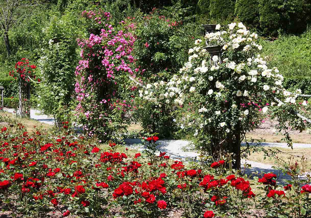 pink and white climbing roses behind a bed of red roses in a rose garden