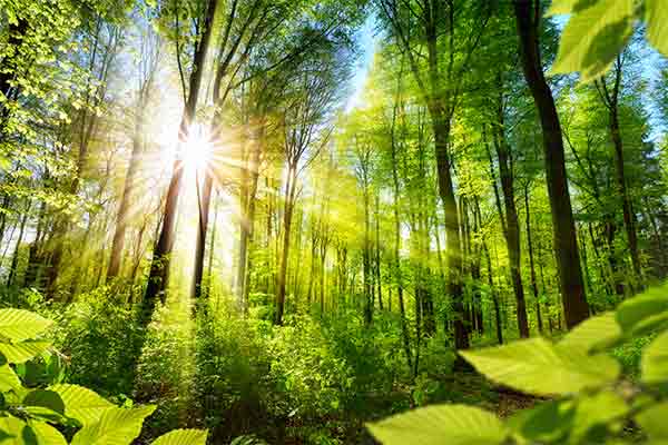 sunshine filtering through trees