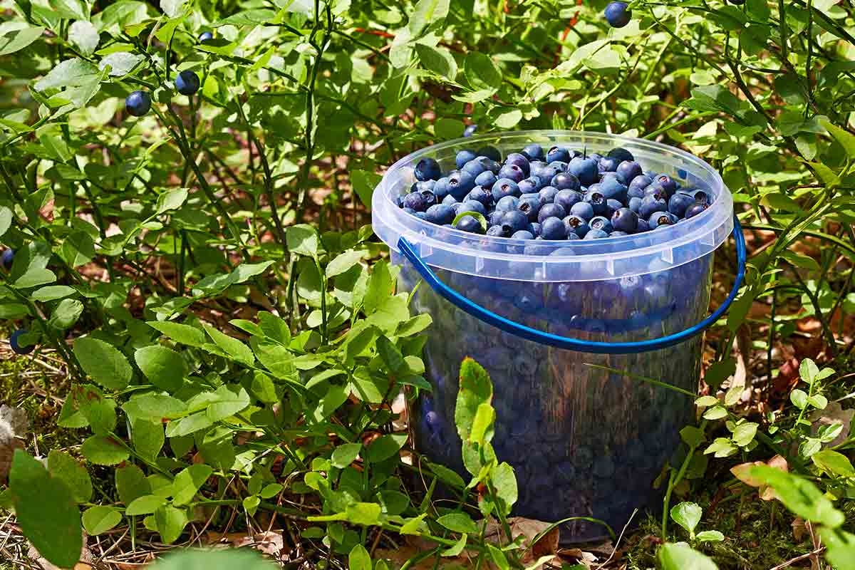 Clear plastic bucket full of blueberries next to blueberry bushes