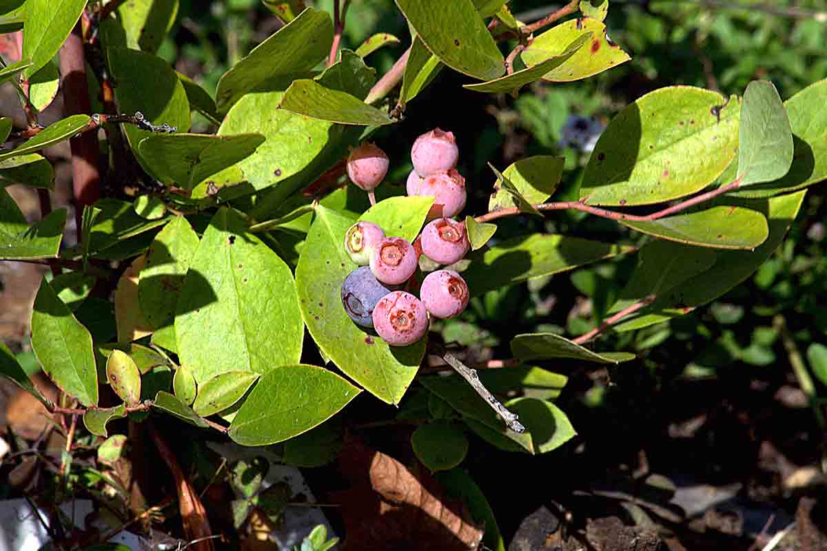 Closeup photo of rabbiteye blueberries