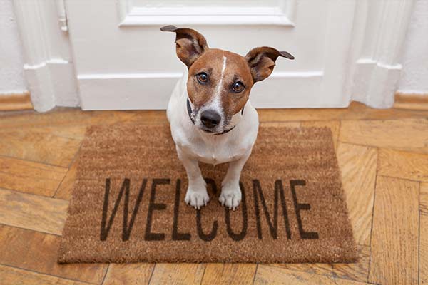 small dog on welcome mat