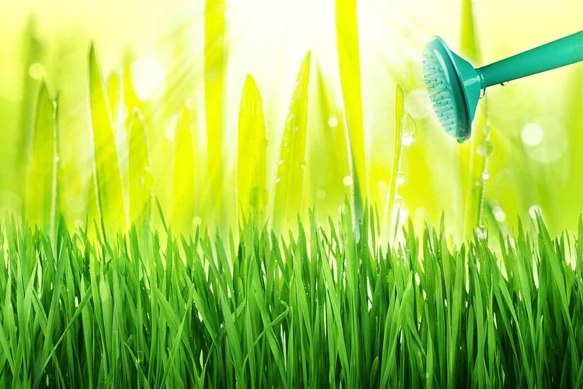 Watering can and lush green grass