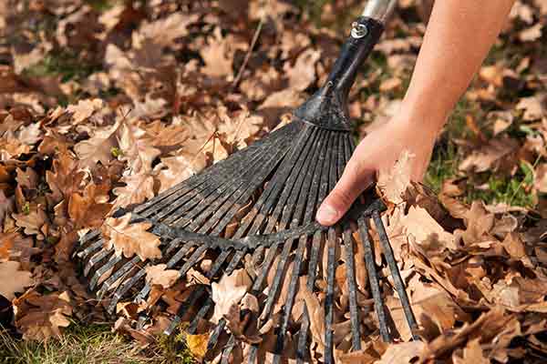 hand pulling dead leaves off rake