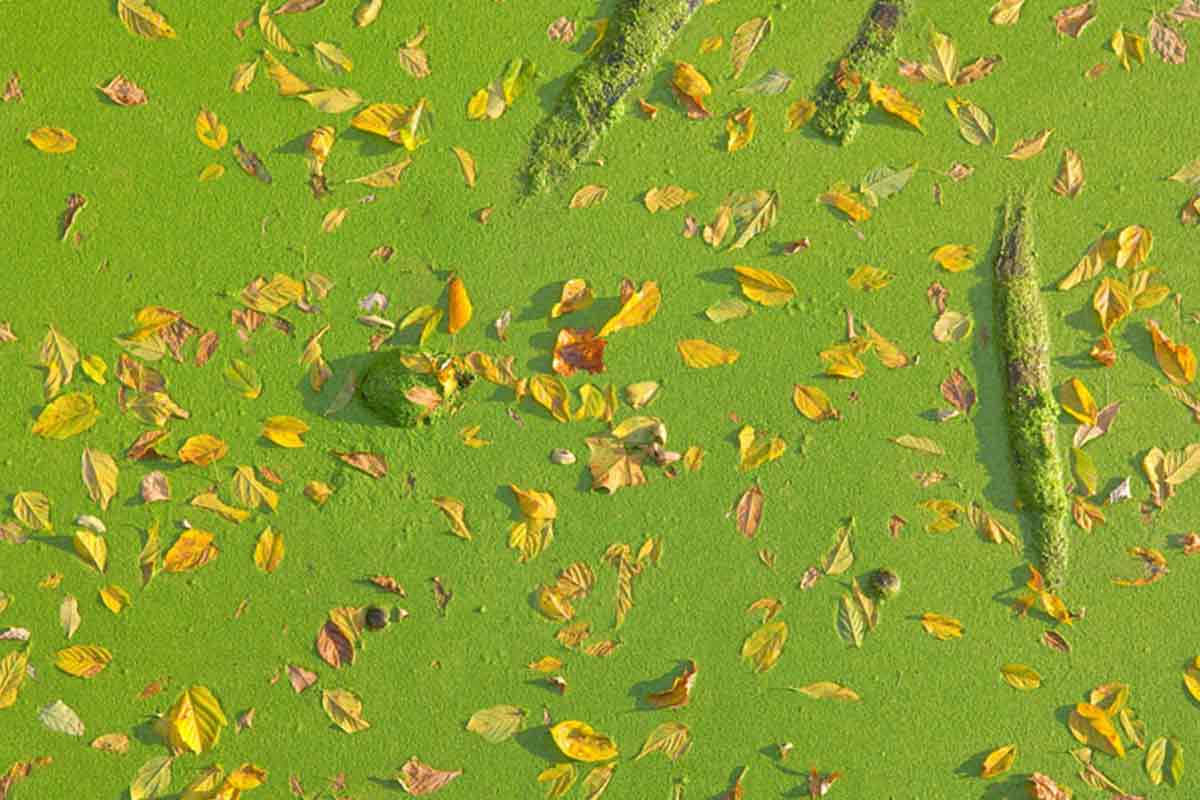 algae bloom in pond