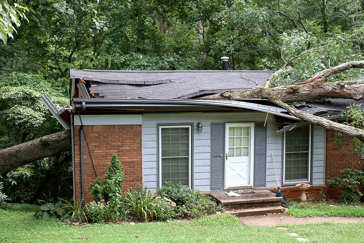 fallen tree on house