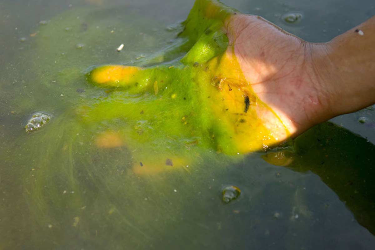 hand lifting algae out of water